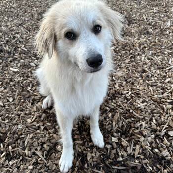 Great Pyrenees Dogs Available for Adoption in Pacific, Missouri - Kristi | PetCurious