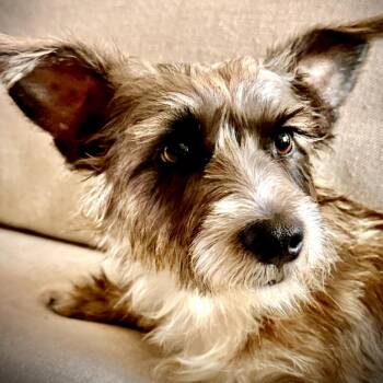 Terrier and Mixed Breed Dogs Available for Adoption in Boerne, Texas - Josephine | PetCurious