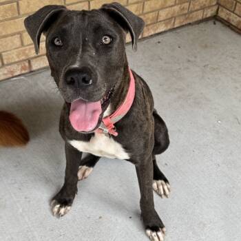 Rescue Mixed Breed Dogs for Adoption in Olathe, Kansas - Coco Chanel | PetCurious