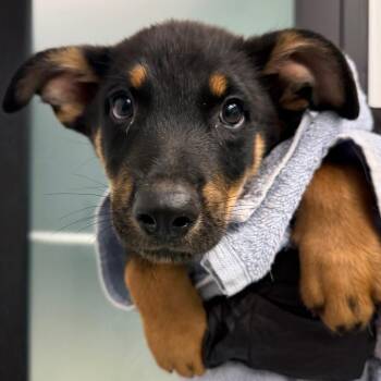 Luke -  Shepherd and Rottweiler Dog for Adoption in Abilene, Texas - Luke | PetCurious