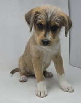 Siberian Husky and Terrier Dogs Available for Adoption in New York, New York - Point | PetCurious