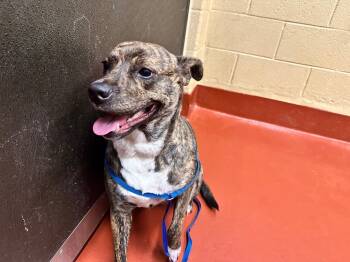 Rescue Mixed Breed Dogs for Adoption in Douglasville, Georgia - Bailey | PetCurious