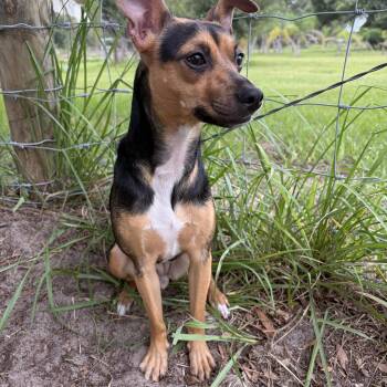 Amelia -  Miniature Pinscher and Chihuahua Dog for Adoption in Lorida, Florida - Amelia | PetCurious
