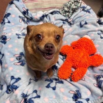 Chihuahua and Mixed Breed Dogs Available for Adoption - Lilian | PetCurious