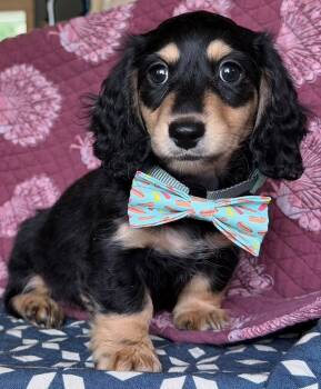 Lj -  Dachshund Dog for Adoption in Farmington, Connecticut - Lj | PetCurious