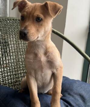 Cole -  Mixed Breed Dog for Adoption in Homewood, Illinois - Cole | PetCurious
