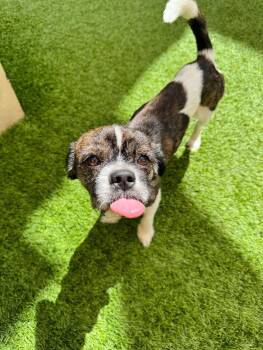 Rescue Mixed Breed Dogs for Adoption in Miami Shores, Florida - Cheo | PetCurious