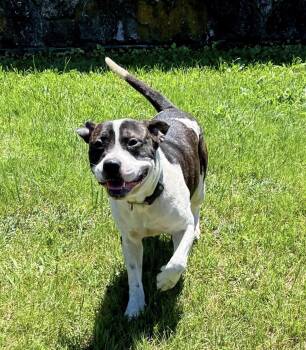 CHANCES -  Pit Bull Terrier Dog for Adoption in Spring, Texas - CHANCES | PetCurious