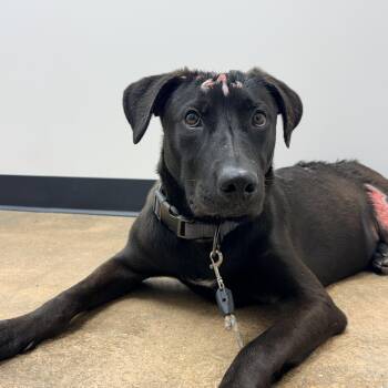 Trooper -  Black Labrador Retriever Dog for Adoption in Liverpool, Texas - Trooper | PetCurious