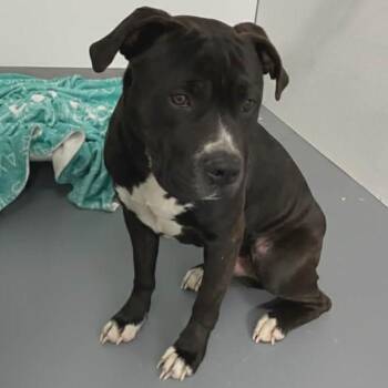 Terrier Dogs Available for Adoption - Dwight | PetCurious