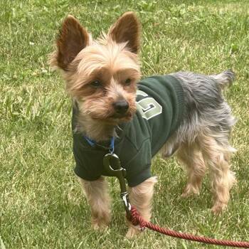 Mixed Breed Dogs Available for Adoption in South Elgin, Illinois - Yoshi - Home To Home | PetCurious