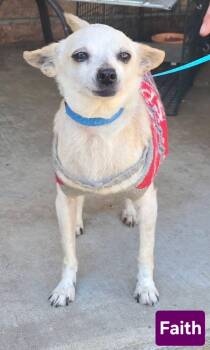Chihuahua Dogs Available for Adoption - Faith | PetCurious