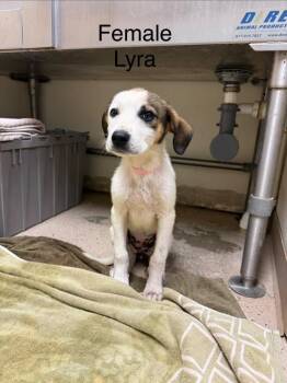 Lyra -  Hound Dog for Adoption in West Union, Ohio - Lyra | PetCurious