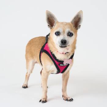 Chihuahua Dogs Available for Adoption in San Francisco, California - Capri Sun 14006 | PetCurious
