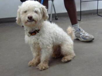 CENO -  Mixed Breed Dog for Adoption in Dallas, Texas - CENO | PetCurious
