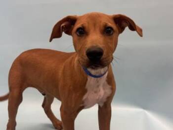 Tiny -  Hound and Mixed Breed Dog for Adoption in Golden Valley, Minnesota - Tiny | PetCurious