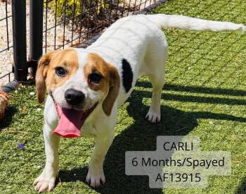 Treeing Walker Coonhound and Mixed Breed Dogs Available for Adoption - Carli | PetCurious