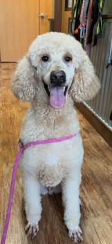 Sicilian spaghetti -  Goldendoodle Dog for Adoption in Armada, Michigan - Sicilian Spaghetti | PetCurious