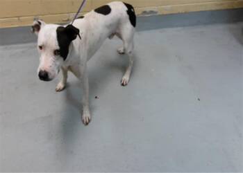 RAMBO -  Pit Bull Terrier and Mixed Breed Dog for Adoption in Tulsa, Oklahoma - RAMBO | PetCurious