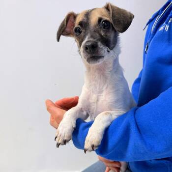 Frankie -  Mixed Breed Dog for Adoption in Medford, Oregon - Frankie | PetCurious