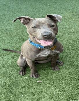 Pit Bull Terrier Dogs Available for Adoption in Eagle, Idaho - Gwen *Courtesy Post. Out Of Town Pet. See Below For Details* | PetCurious