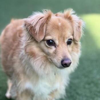 Pomeranian and Retriever Dogs Available for Adoption - Rosco  | PetCurious