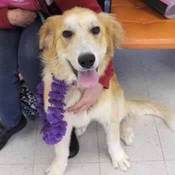 Retriever and Great Pyrenees Dogs Available for Adoption in Birmingham, Alabama - Chance | PetCurious