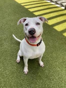 Simone -  Labrador Retriever and Mixed Breed Dog for Adoption in Atlanta, Georgia - Simone | PetCurious