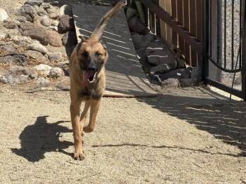 Rescue Belgian Shepherd Malinois Dogs for Adoption in Incline Village, Nevada - Dante | PetCurious