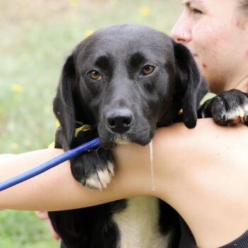 Kobocha -  Labrador Retriever Dog for Adoption in Columbia, South Carolina - Kobocha | PetCurious