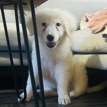 Snowball -  Great Pyrenees Dog for Adoption in Pflugerville, Texas - Snowball | PetCurious