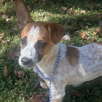 Sheila -  Cattle Dog Dog for Adoption in Jasper, Indiana - Sheila | PetCurious
