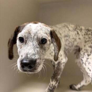 Hound Dogs Available for Adoption - 70544 | PetCurious
