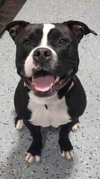Lady Liberty -  Terrier Dog for Adoption in Sandusky, Ohio - Lady Liberty | PetCurious