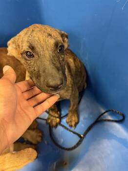 JAZMINE -  Mixed Breed Dog for Adoption in Dallas, Texas - JAZMINE | PetCurious