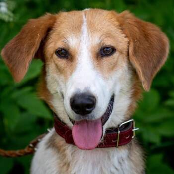 Leah -  Greyhound and Pointer Dog for Adoption in Morristown, New Jersey - Leah | PetCurious