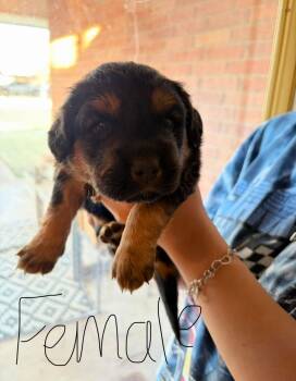 Golden Retriever Dogs Available for Adoption - Snickers | PetCurious