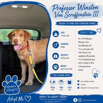 Professor Winston Von Scruffenstein III -  Irish Terrier Dog for Adoption in Oswego, South Carolina - Professor Winston Von Scruffenstein III | PetCurious
