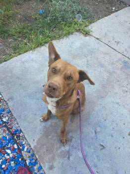 Rescue Labrador Retriever and Mixed Breed Dogs for Adoption in Rockport, Texas - Hersey's | PetCurious