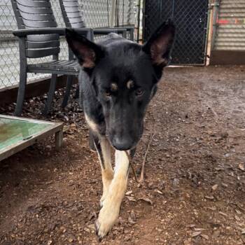 German Shepherd Dog Dogs Available for Adoption in Austin, Texas - Artemis II | PetCurious