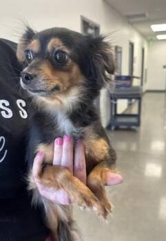 Chihuahua Dogs Available for Adoption in Orlando, Florida - Libby | PetCurious