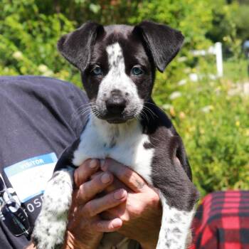 CT Bang -  Border Collie and Mixed Breed Dog for Adoption in Stormville, New York - CT Bang | PetCurious