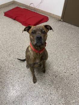 Lilly -  Pit Bull Terrier and Mastiff Dog for Adoption in Vancouver, Washington - Lilly | PetCurious