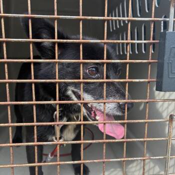 Chihuahua and Mixed Breed Dogs Available for Adoption in Montgomery, Alabama - Widget | PetCurious