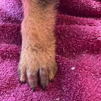 TUSC-Stray-85553 -  Shepherd and Mixed Breed Dog for Adoption in Tuscaloosa, Alabama - TUSC-Stray-85553 | PetCurious