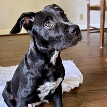 Rescue Pit Bull Terrier Dogs for Adoption in Dallas, Texas - Junior | PetCurious