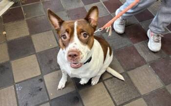 Sandy -  Mixed Breed Dog for Adoption in New York, New York - Sandy | PetCurious