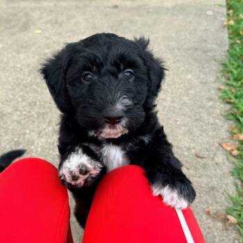 Justin -  Poodle Dog for Adoption in La Grange, Kentucky - Justin | PetCurious