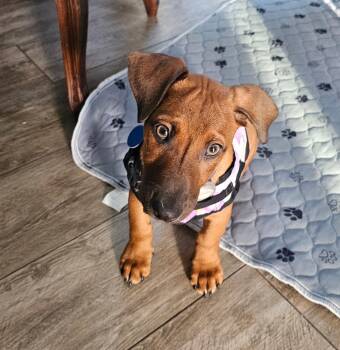 Hound and Dachshund Dogs Available for Adoption - Benny | PetCurious