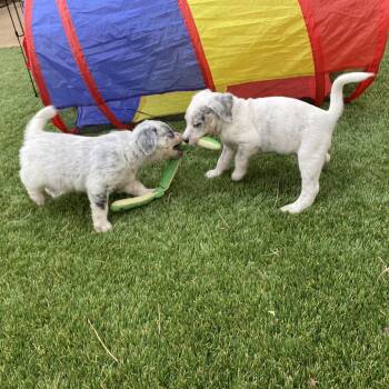 Mixed Breed Dogs Available for Adoption in Flagstaff, Arizona - Courier - In Foster! | PetCurious